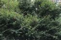 锦绿新城二期实景图