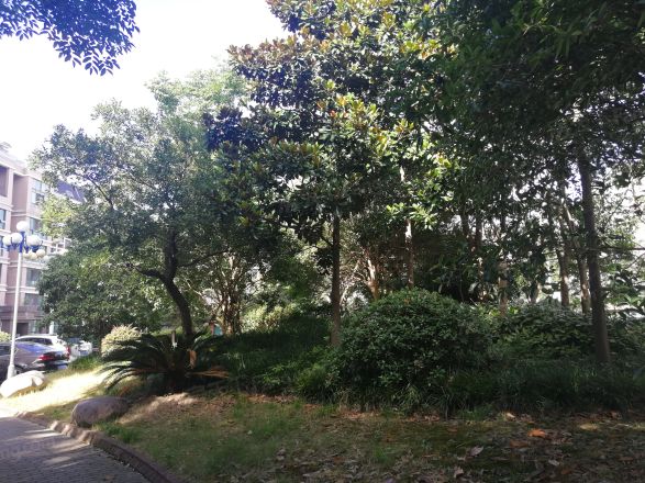 阳光春城实景图