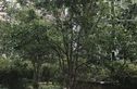 锦绿新城二期实景图
