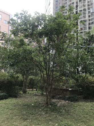 锦绿新城二期实景图