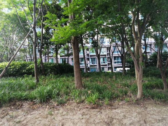 阳光春城实景图