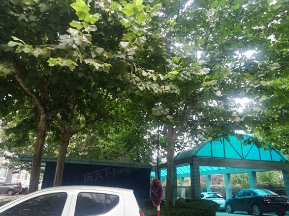 银色星座实景图