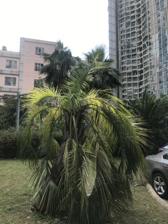 锦绿新城二期实景图