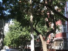 劲松三区2室1厅南