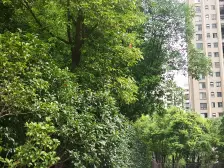 交 大 附属,嘉定新城站,万达旁,楼层好,交通便利