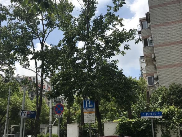 龙柏金悦公寓实景图