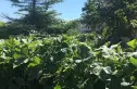 加州水郡东区实景图