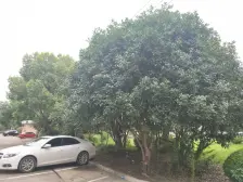 靠嘉闵线 有车位采光无遮挡交通便利配套齐全