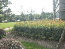 锦乐馨苑景观楼层精装修小区停车方便地上地下车位