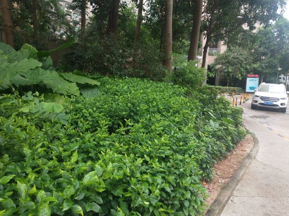 荣域实景图