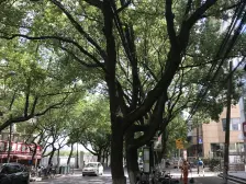 西门新村 1室1厅 南 北