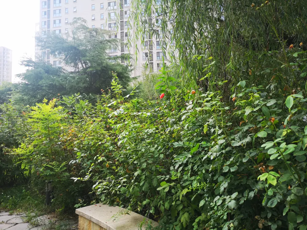 实景图