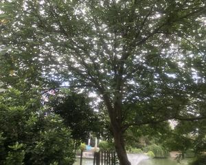 乐苑新村河景房,3开间朝南,楼层好