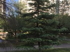 西四环岳各庄西府景园东西通透三居,商品房带南窗