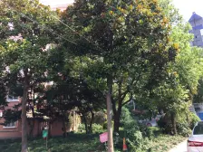 丰镇小区 2室1厅 东 南 北