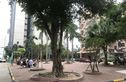 新加坡花园二期实景图