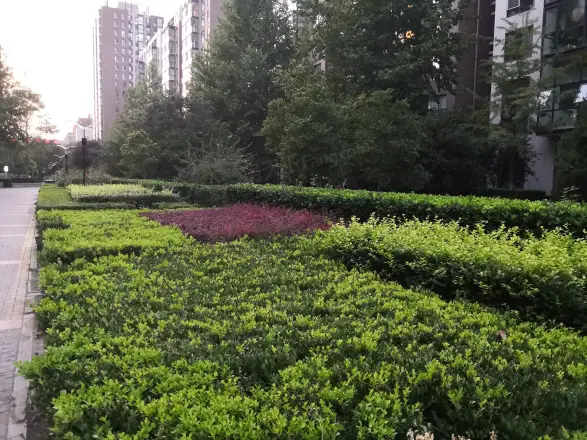 风荷曲苑实景图