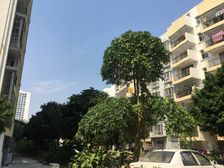 竹苑3室2厅南