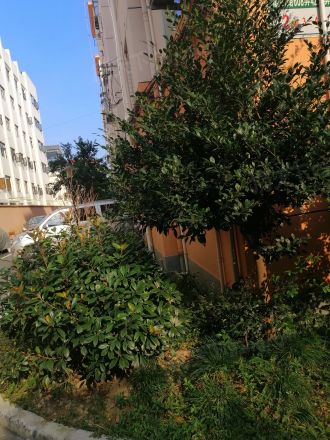 成山路648弄小区实景图