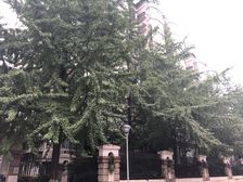 倍特金杏苑B区3室2厅南