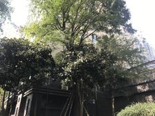 天合凯旋天际湾3室2厅东