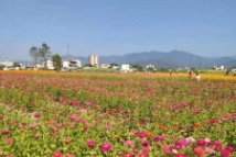 丽湾华府廊田景观