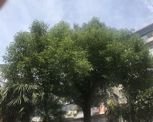 银都花园5室1厅南