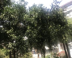 银都花园中间楼层自住装修可拎包住