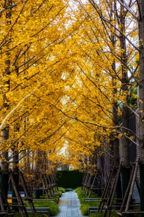 永威上和院