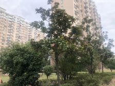 二梯四户,电梯房,主卧朝南,交通便利