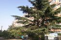 金星花园实景图