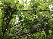 北大资源莲湖锦城3室2厅南北