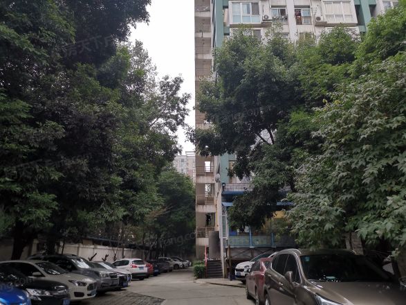 樱花假日实景图