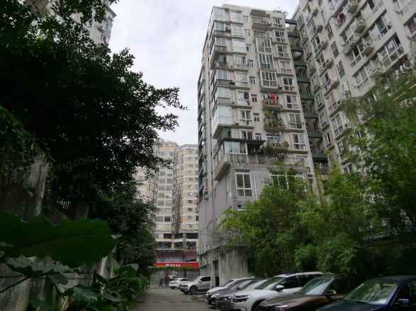 樱花假日实景图
