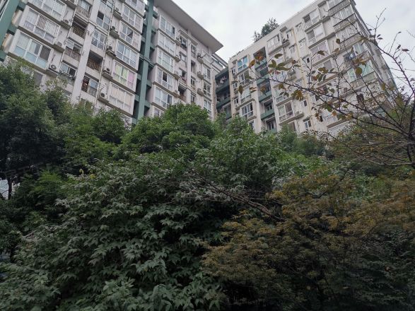 樱花假日实景图