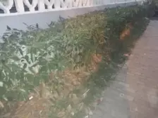 古华新村 2室1厅 南