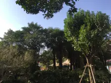 凉城一村 1室1厅 南