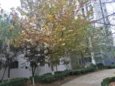 新希望家园 3室1厅 南 北