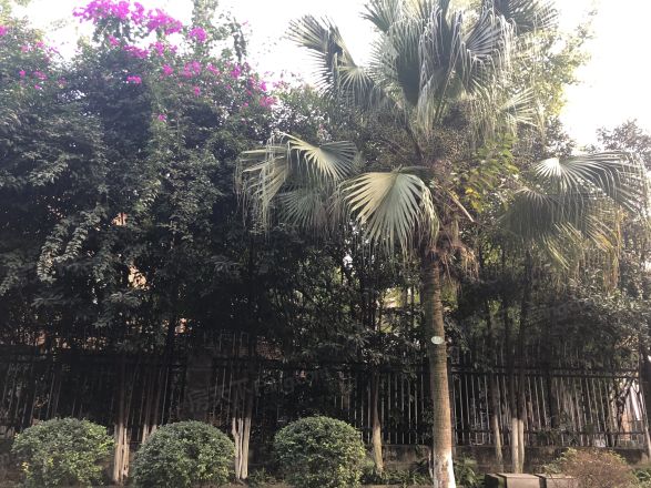 天府花园二期实景图