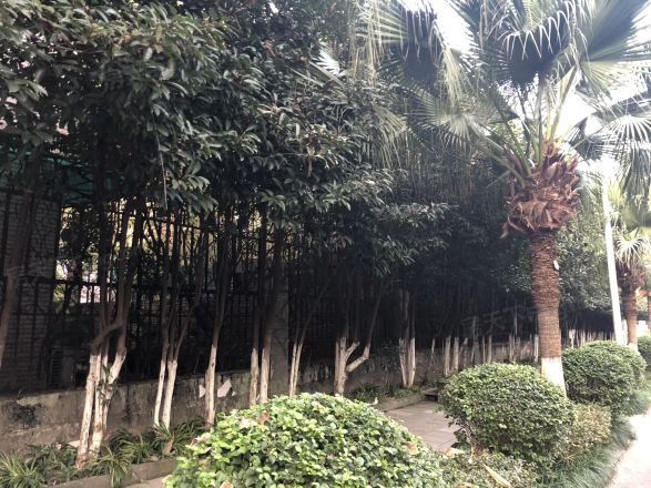 天府花园二期实景图