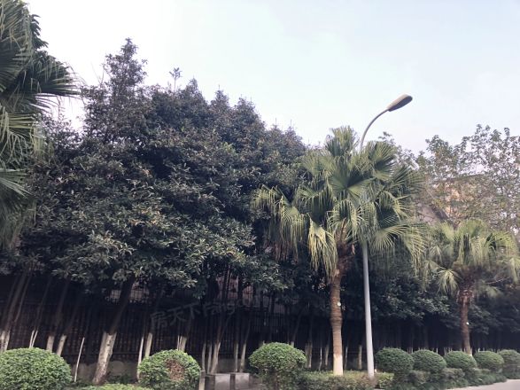 天府花园二期实景图