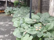 沙正街 电力小区(沙坪坝)三房200万