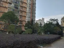 紫金城,锦苑春天旁,红原星城次新小区