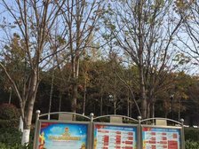 中创东区 星嘉花园 三室两厅一厨两卫 诚心出售