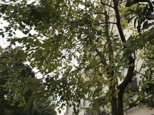 满五年 近地铁300米 诚意出售。