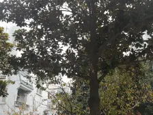 近地铁,品质花园小区,房子面积大,户型正