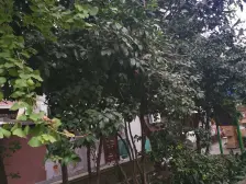 徐汇内环 肇一小区 南北通一房一厅 房型正气 采光通风好