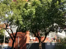 满5V1,同等大小阁楼面积且已装修+现浇房