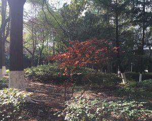 王府花园3室2厅南