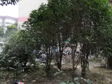 电梯中高层 精装修 地理位置优质 采光通风佳